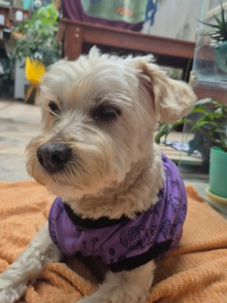 Jorginho, cachorro de porte pequeno para adoção em São Paulo - SP — foto 2 de 2