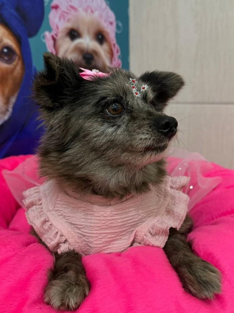 Cacau, cachorro de porte pequeno para adoção em São Bernardo do Campo - SP