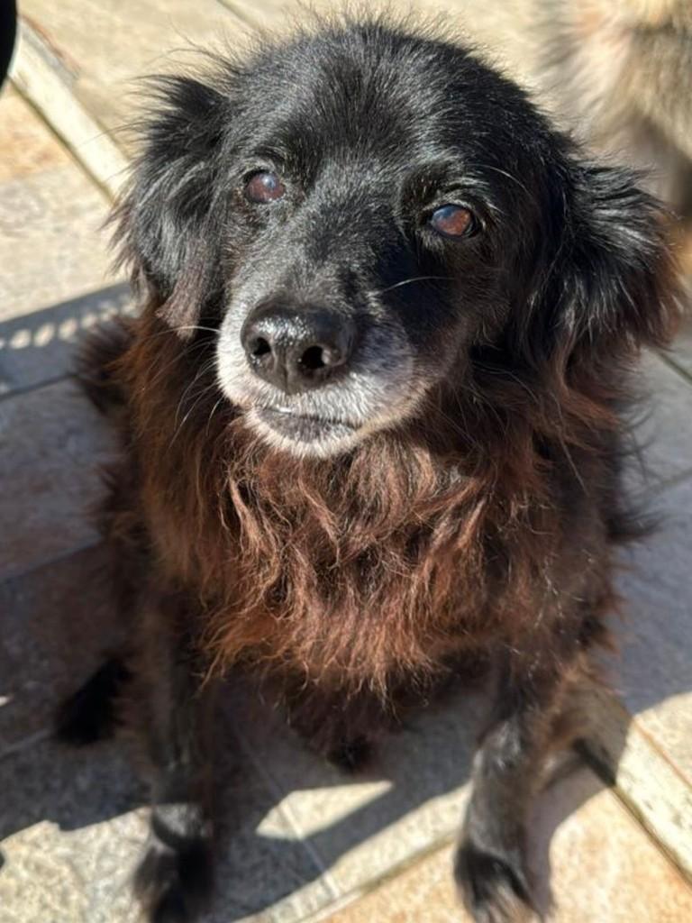 Sabá, cachorro de porte pequeno para adoção em São Bernardo do Campo - SP