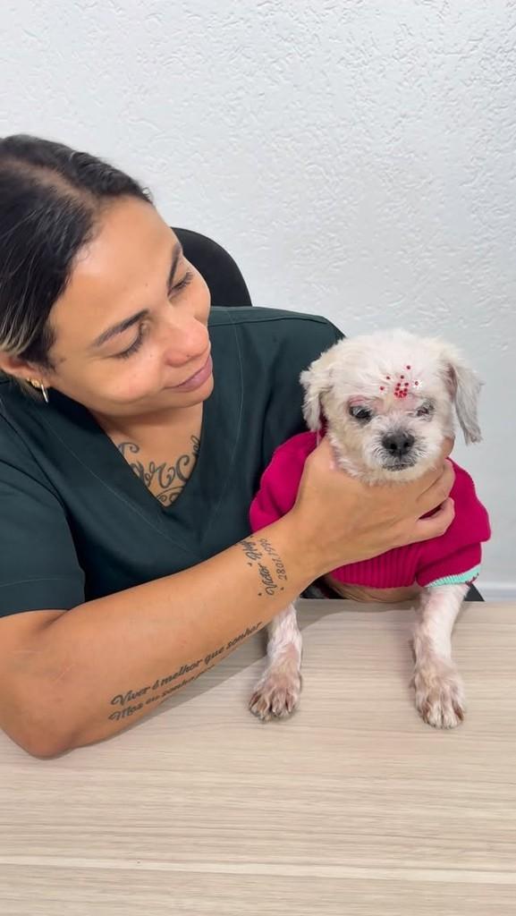 Vitória, cachorro de porte pequeno para adoção em Vitória - ES