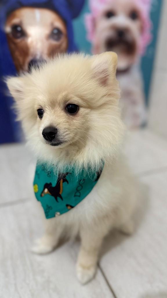 Valentim, cachorro de porte pequeno para adoção em São Bernardo do Campo - SP
