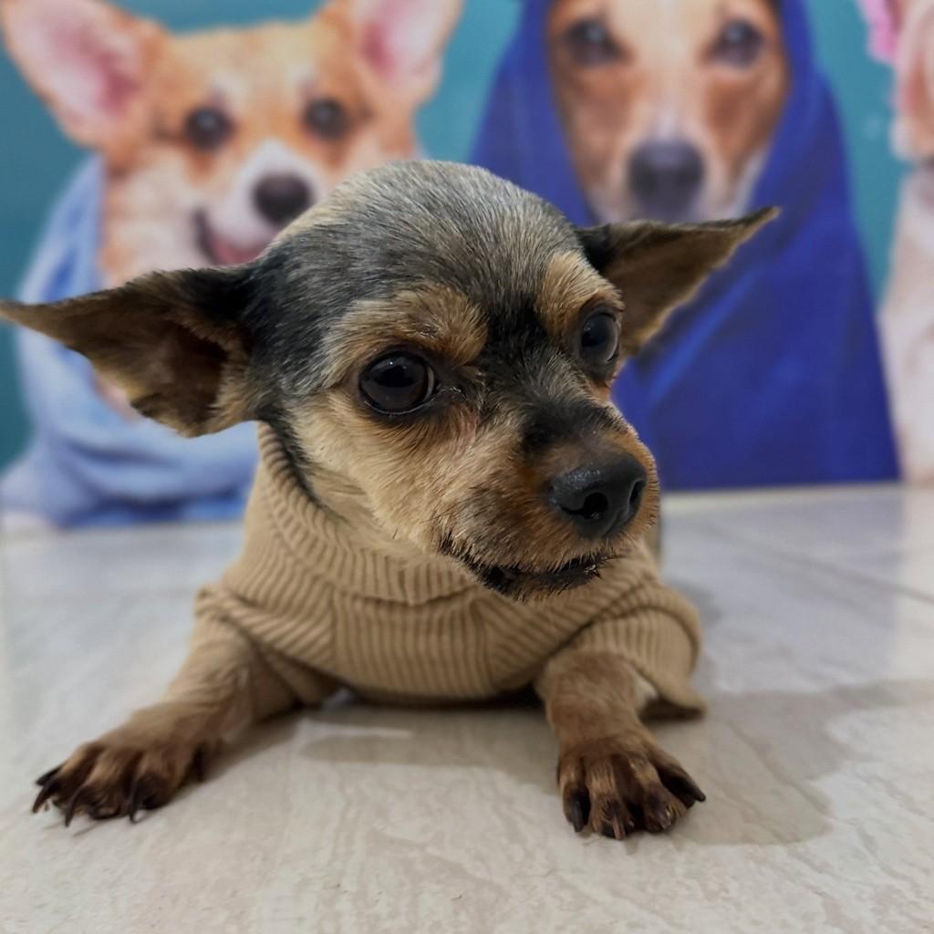 Matias, cachorro de porte pequeno para adoção em São Bernardo do Campo - SP