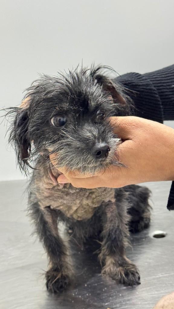 Princesinha, cachorro de porte pequeno para adoção em São Bernardo do Campo - SP