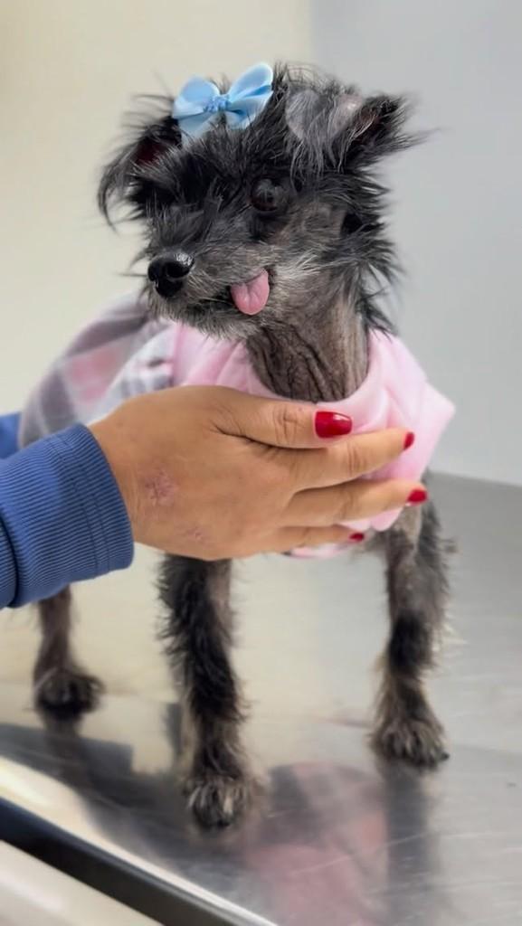 Tereza, cachorro de porte médio para adoção em São Bernardo do Campo - SP