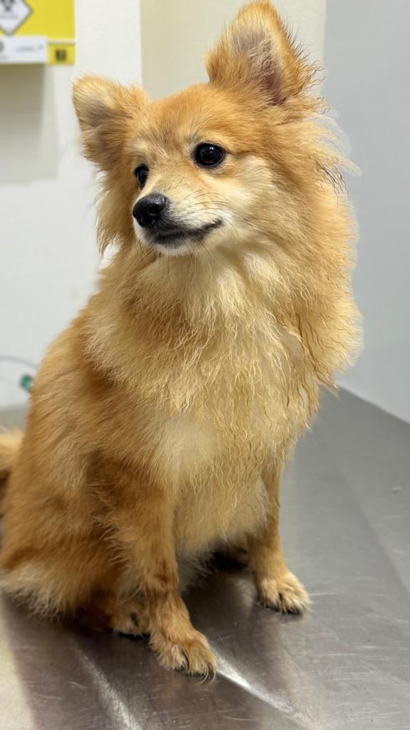 Noah, cachorro de porte médio para adoção em São Bernardo do Campo - SP