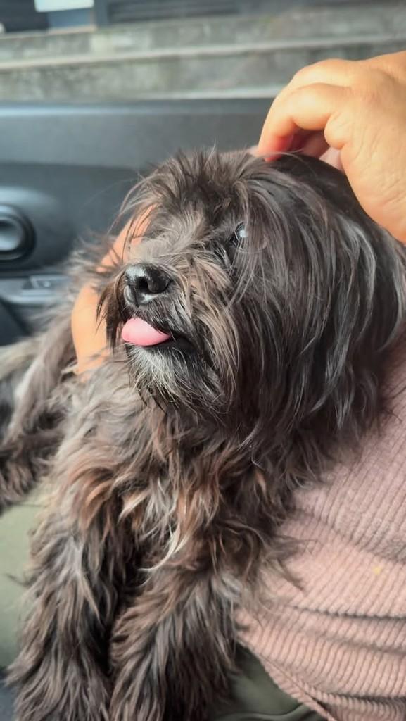 Mel, cachorro de porte pequeno para adoção em São Bernardo do Campo - SP
