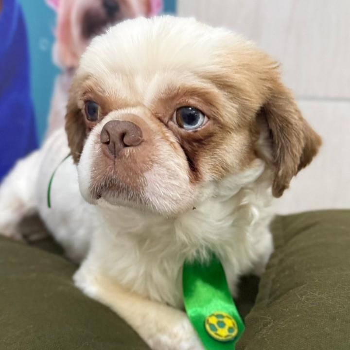 Stefano, cachorro de porte pequeno para adoção em São Bernardo do Campo - SP