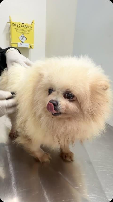 Ivy, cachorro de porte médio para adoção em São Bernardo do Campo - SP
