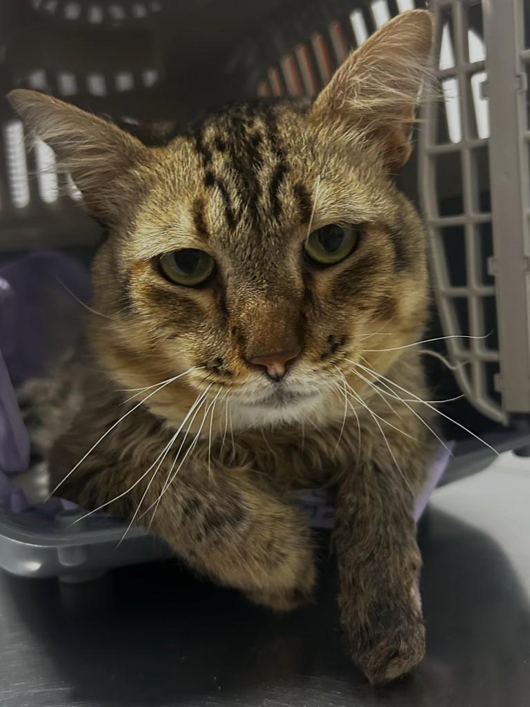 Gomes, gato de porte pequeno para adoção em Agudos - SP