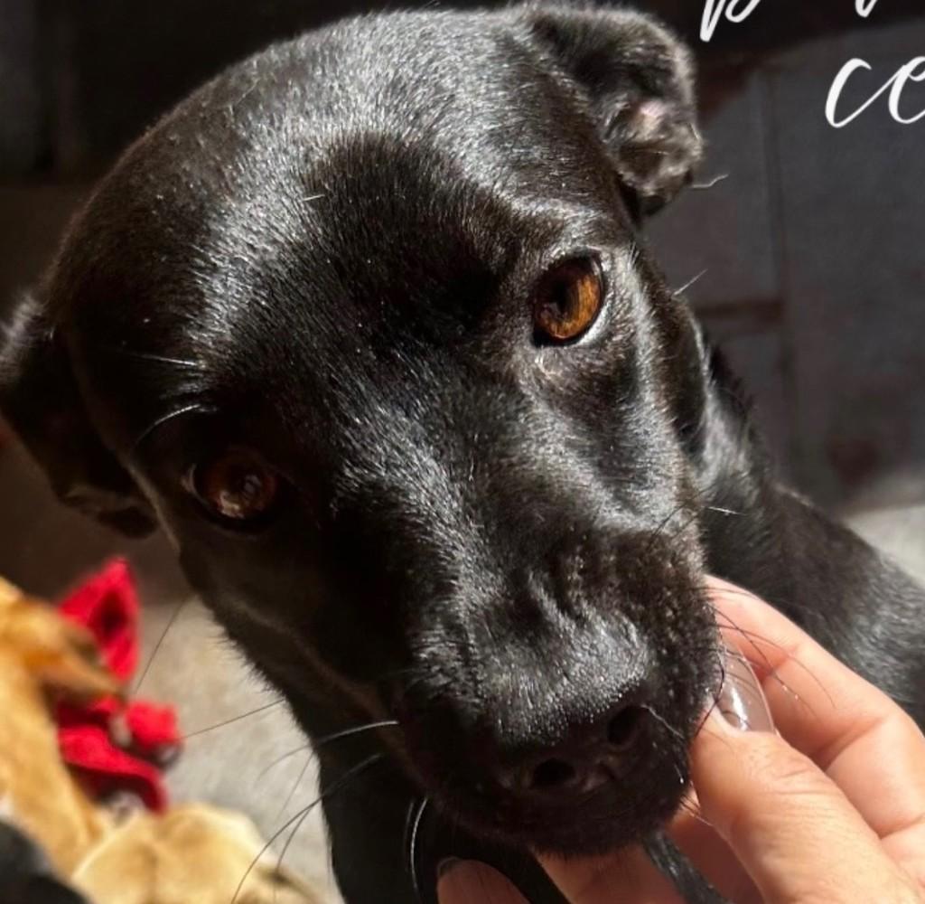 Sarita, cadela de porte médio para adoção em Agudos - SP