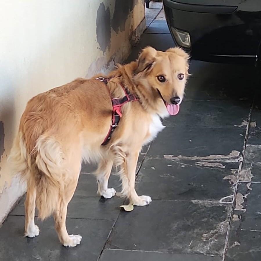 Ágata, cadela de porte médio para adoção em Agudos - SP