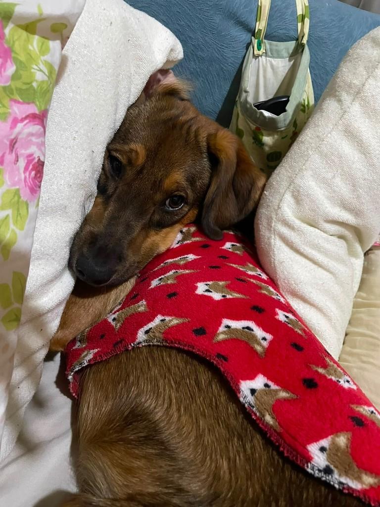 Amora, cadela de porte médio para adoção em Agudos - SP