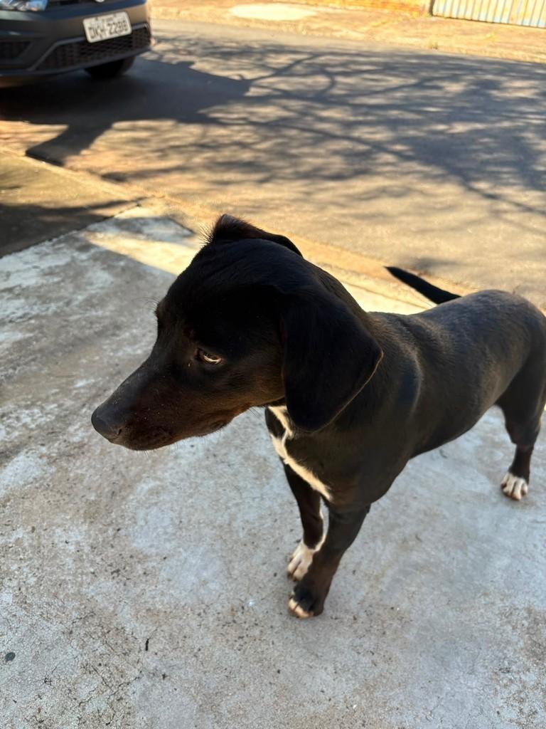 Cachorrinha Preta, cadela de porte pequeno para adoção em Agudos - SP