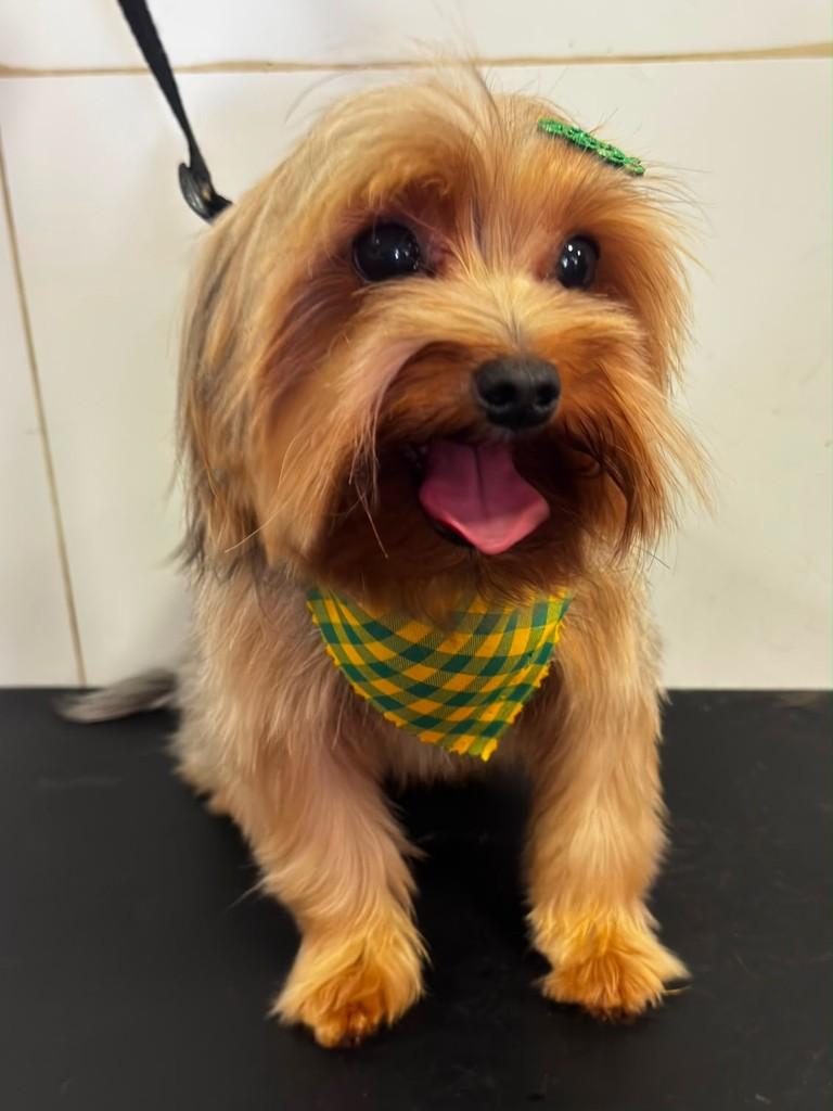 Jotinha, cachorro de porte pequeno para adoção em Agudos - SP