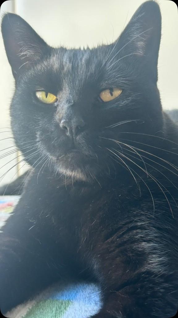 Juarez, gato de porte pequeno para adoção em Agudos - SP