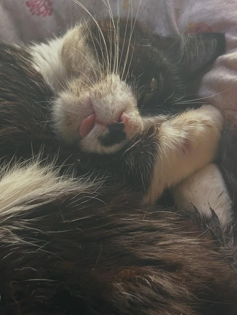 Frajola, gato de porte médio para adoção em Agudos - SP