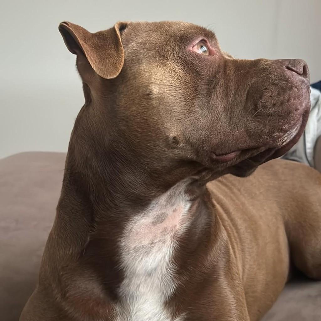 Zayron, cachorro de porte médio para adoção em Agudos - SP