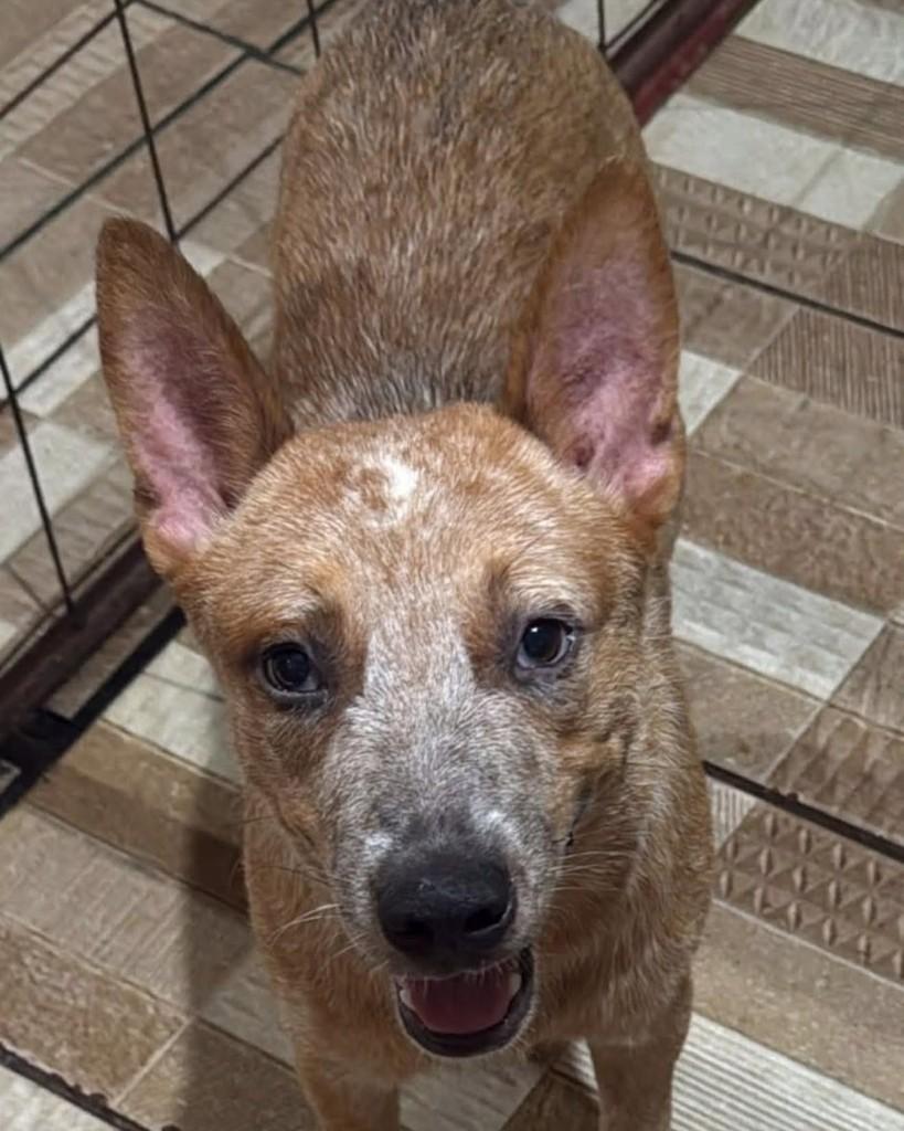 Fredy, cachorro de porte grande para adoção em Lajedo - PE