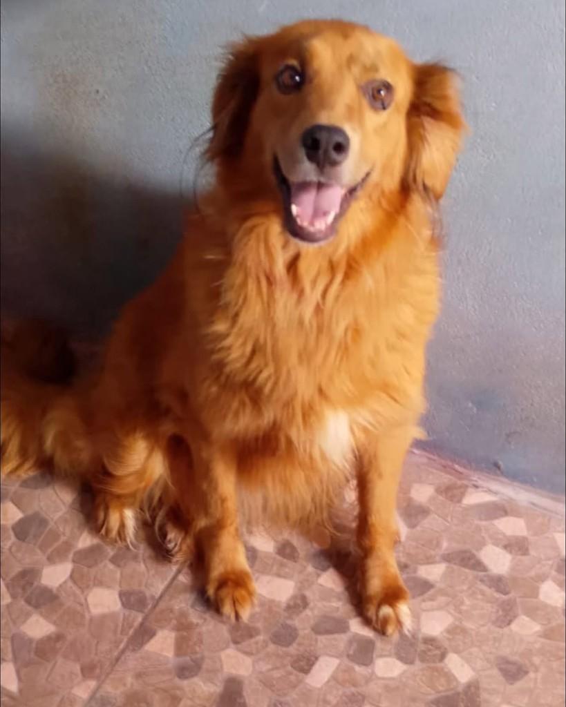 Katalina, cadela para adoção em Lajedo - PE