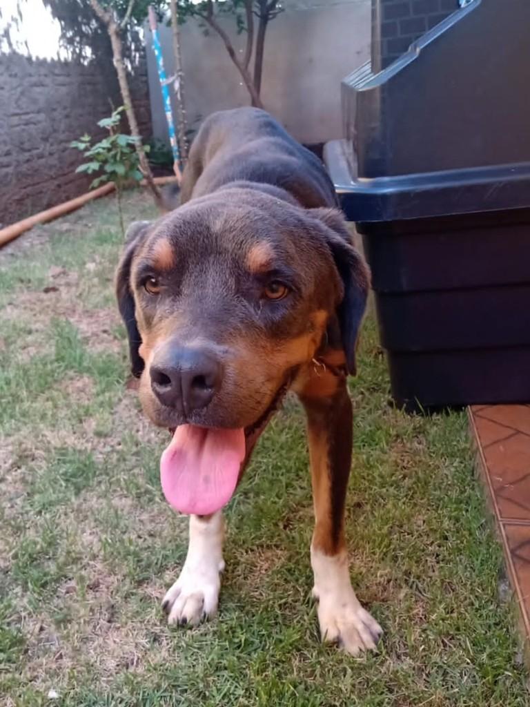 Grandão, cachorro de porte grande para adoção em Bandeirantes - PR