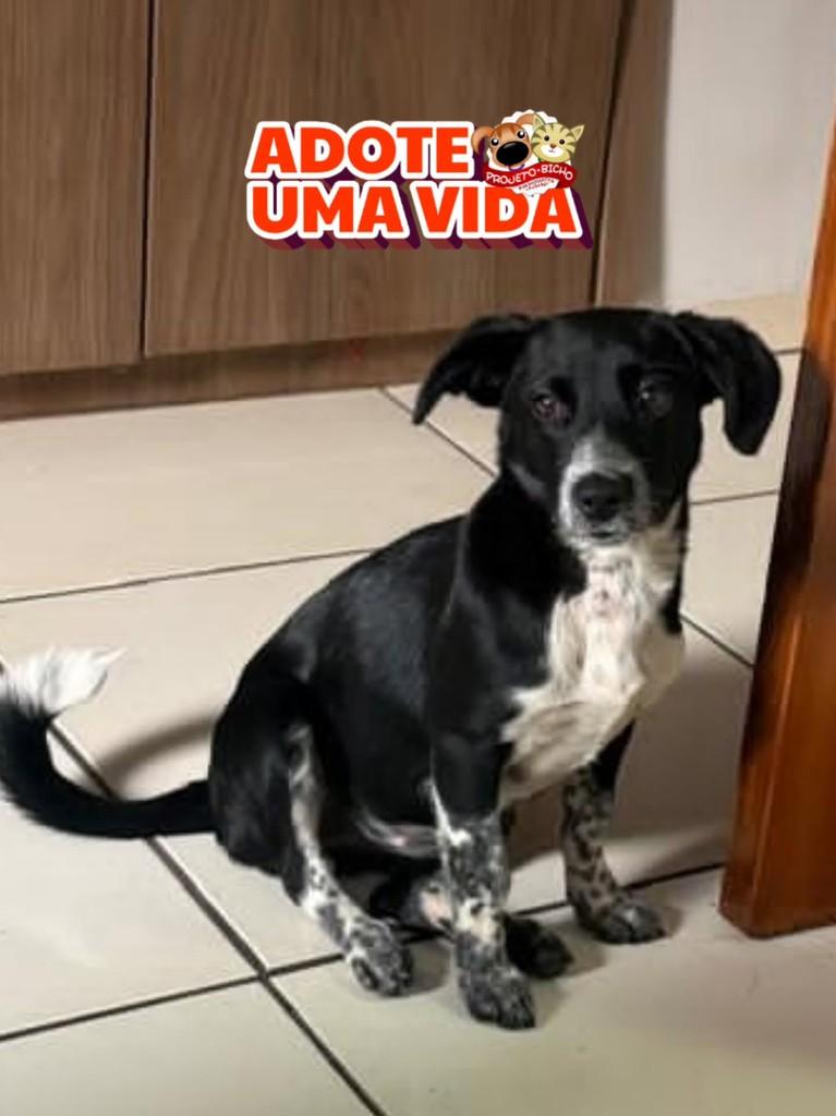 Amora, cadela de porte pequeno para adoção em Bandeirantes - PR