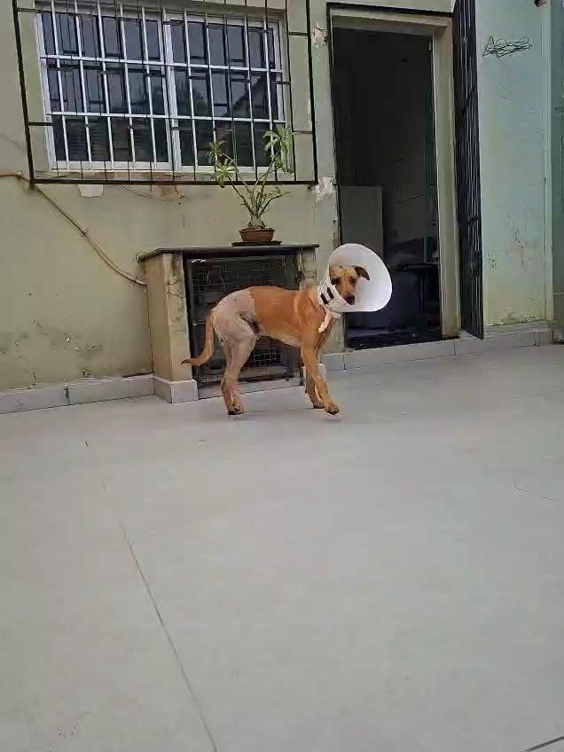 Bob, cachorro de porte médio para adoção em Bandeirantes - PR