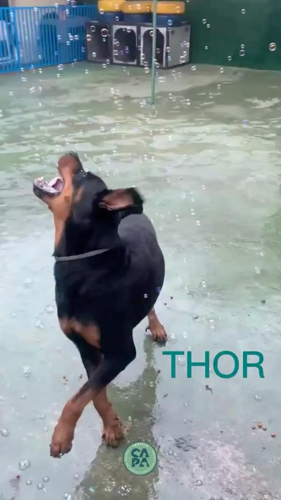 Thor, cachorro de porte pequeno para adoção em São Paulo - SP