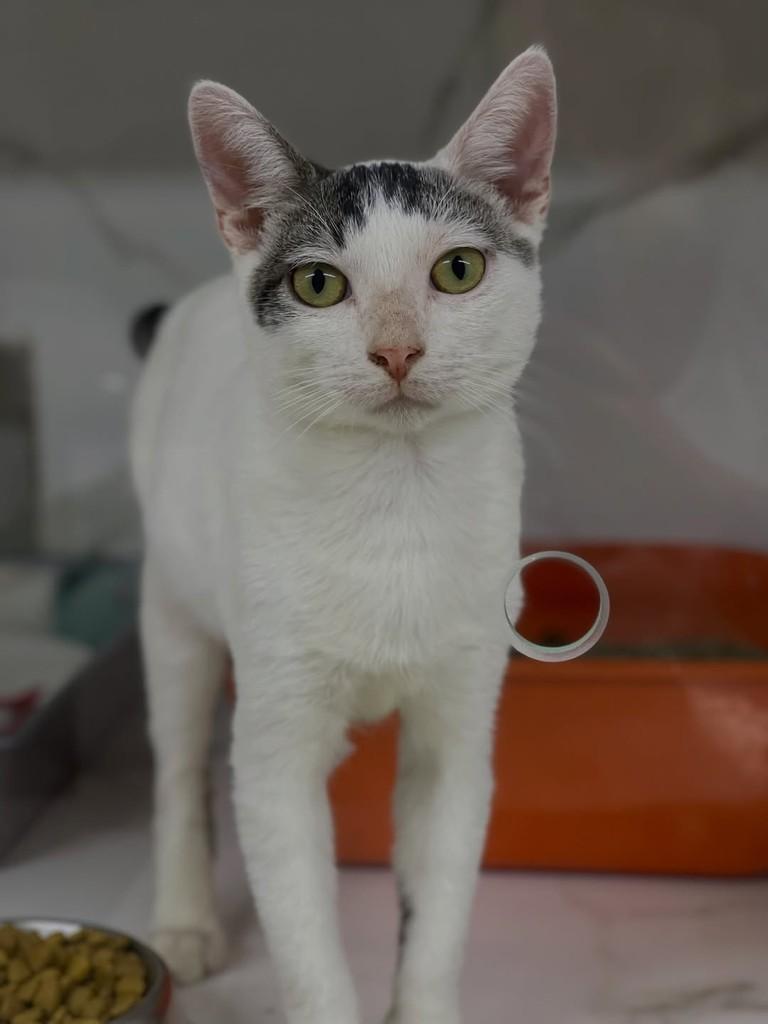 Vitório, gato para adoção em Belo Horizonte - MG