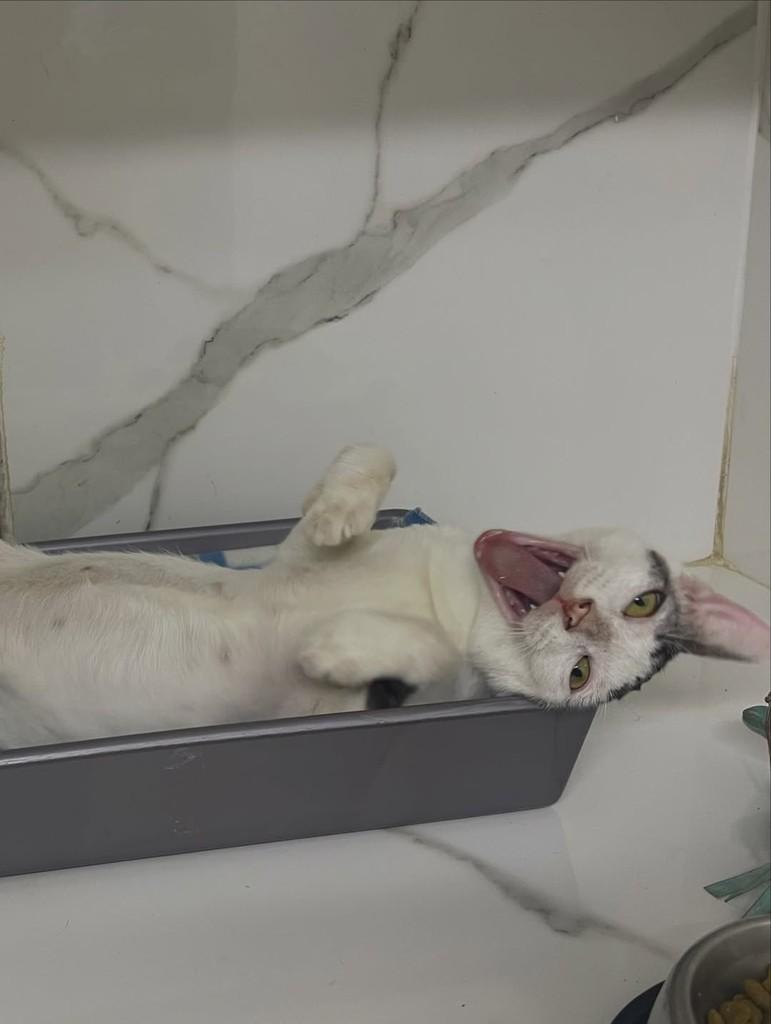 Vitório, gato para adoção em Belo Horizonte - MG — foto 2 de 4