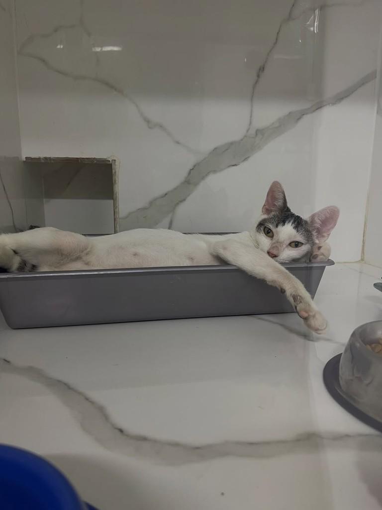 Vitório, gato para adoção em Belo Horizonte - MG — foto 3 de 4