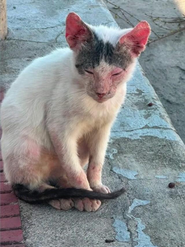 Vitório, gato para adoção em Belo Horizonte - MG — foto 4 de 4
