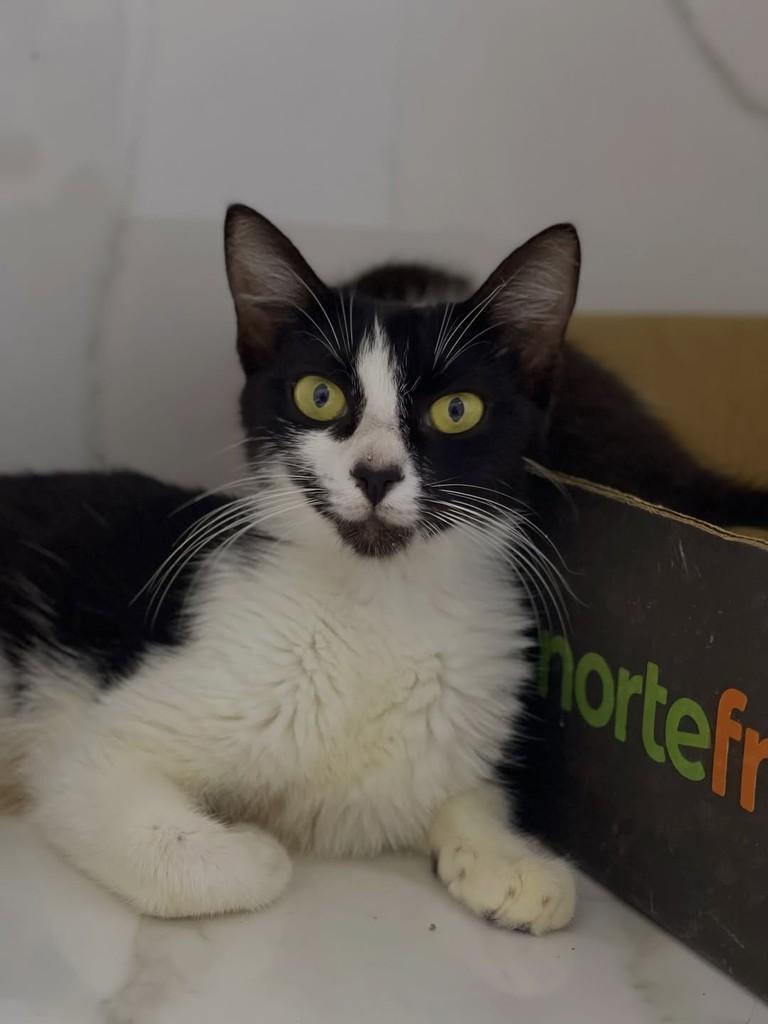 Morgana, gata de porte médio para adoção em Belo Horizonte - MG