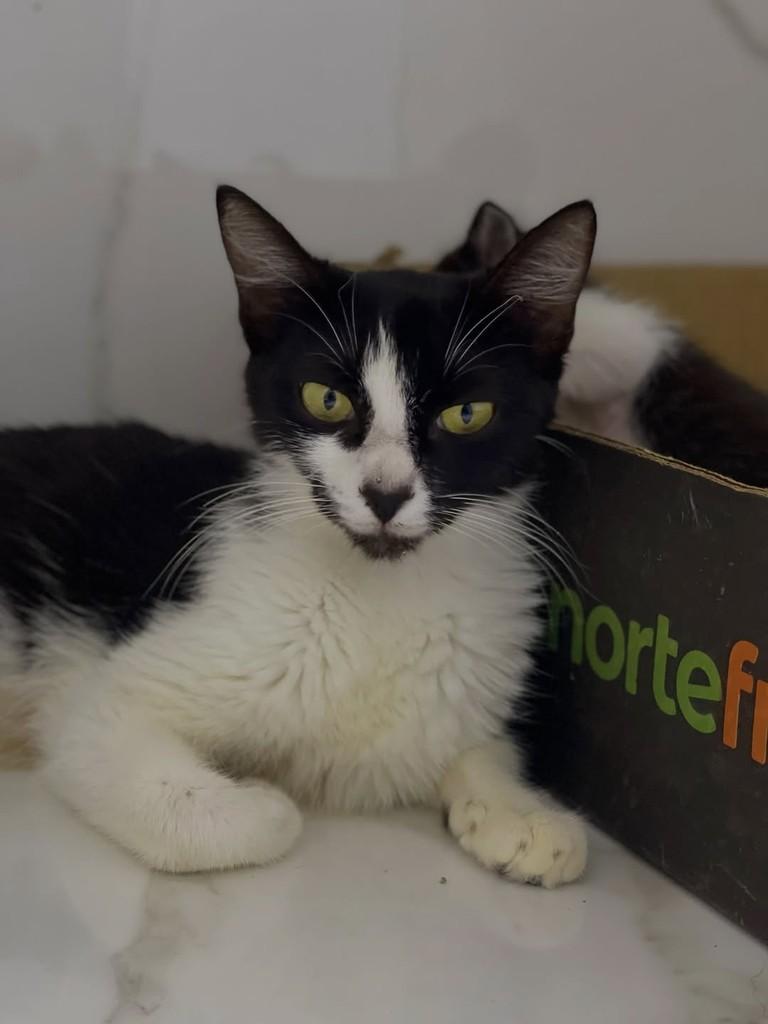 Morgana, gata de porte médio para adoção em Belo Horizonte - MG — foto 2 de 5