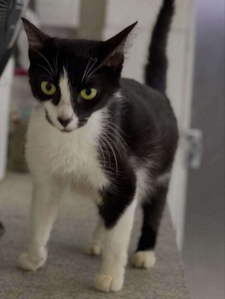 Morgana, gata de porte médio para adoção em Belo Horizonte - MG — foto 3 de 5