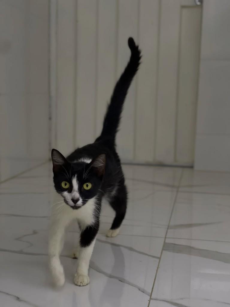 Morgana, gata de porte médio para adoção em Belo Horizonte - MG — foto 4 de 5