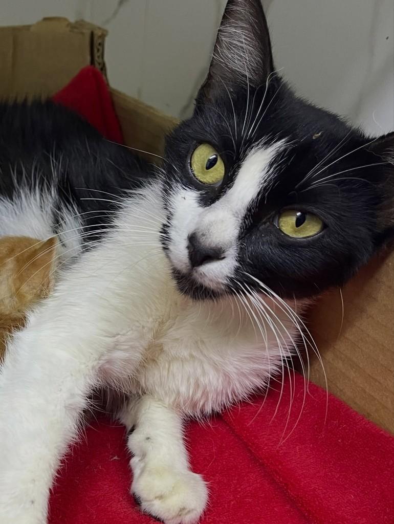 Morgana, gata de porte médio para adoção em Belo Horizonte - MG — foto 5 de 5