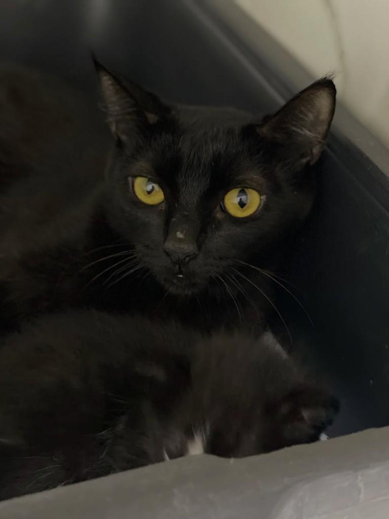 Rubi, gata de porte pequeno para adoção em Belo Horizonte - MG