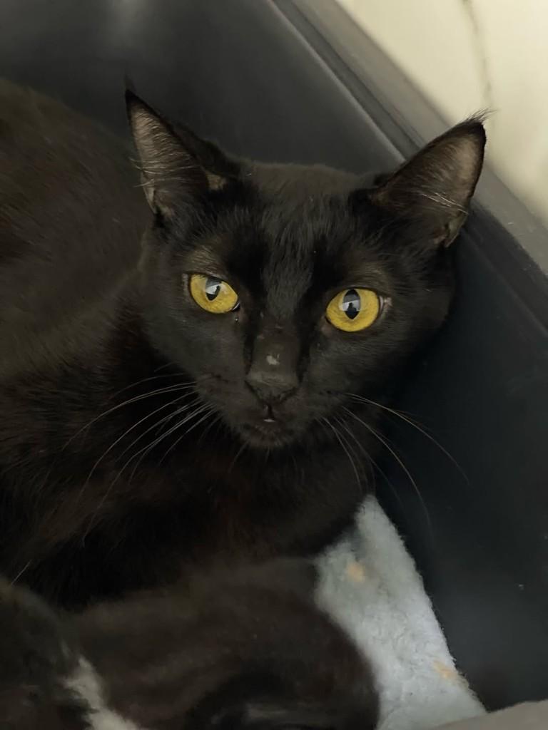 Rubi, gata de porte pequeno para adoção em Belo Horizonte - MG — foto 2 de 4