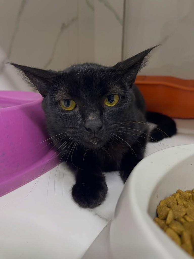 Rubi, gata de porte pequeno para adoção em Belo Horizonte - MG — foto 3 de 4