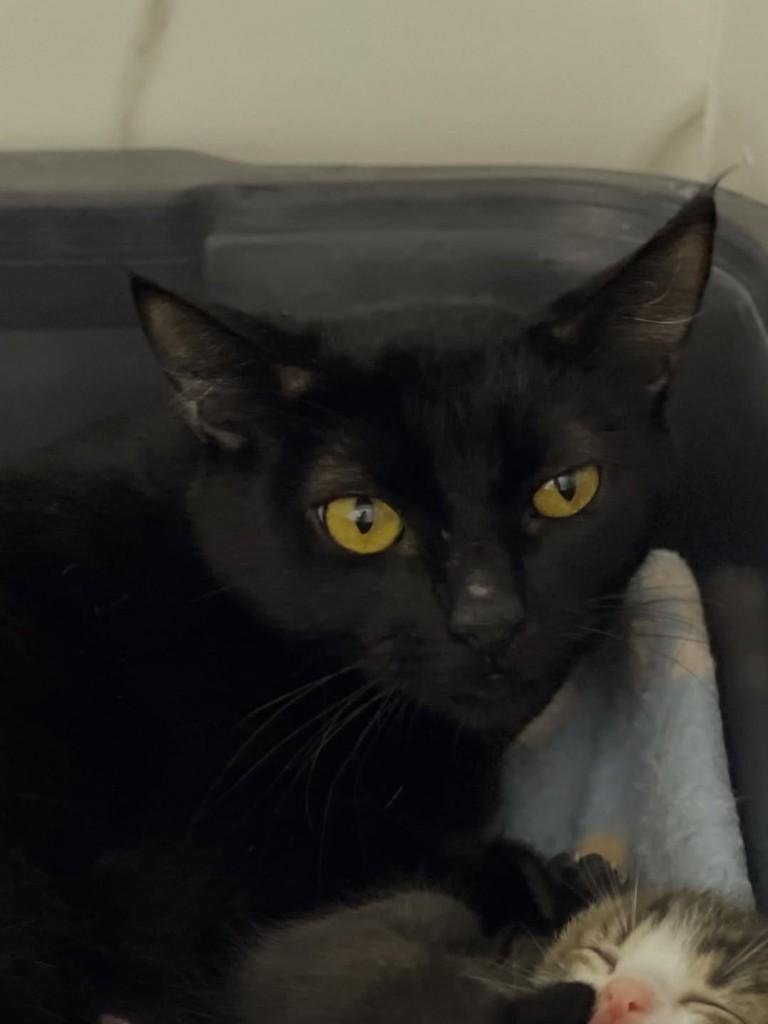 Rubi, gata de porte pequeno para adoção em Belo Horizonte - MG — foto 4 de 4