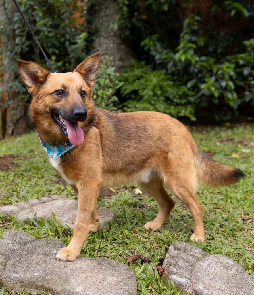 Caio, cachorro de porte médio para adoção em Curitiba - PR