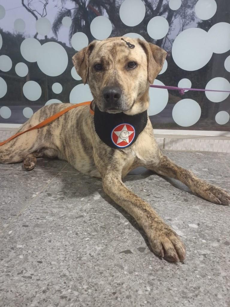 Tigrão, cachorro de porte médio para adoção em Curitiba - PR