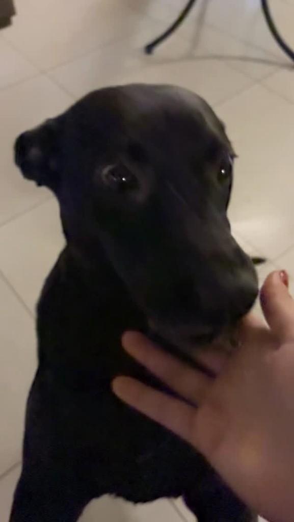 Preta, cachorro de porte médio para adoção em Santa Maria - RS
