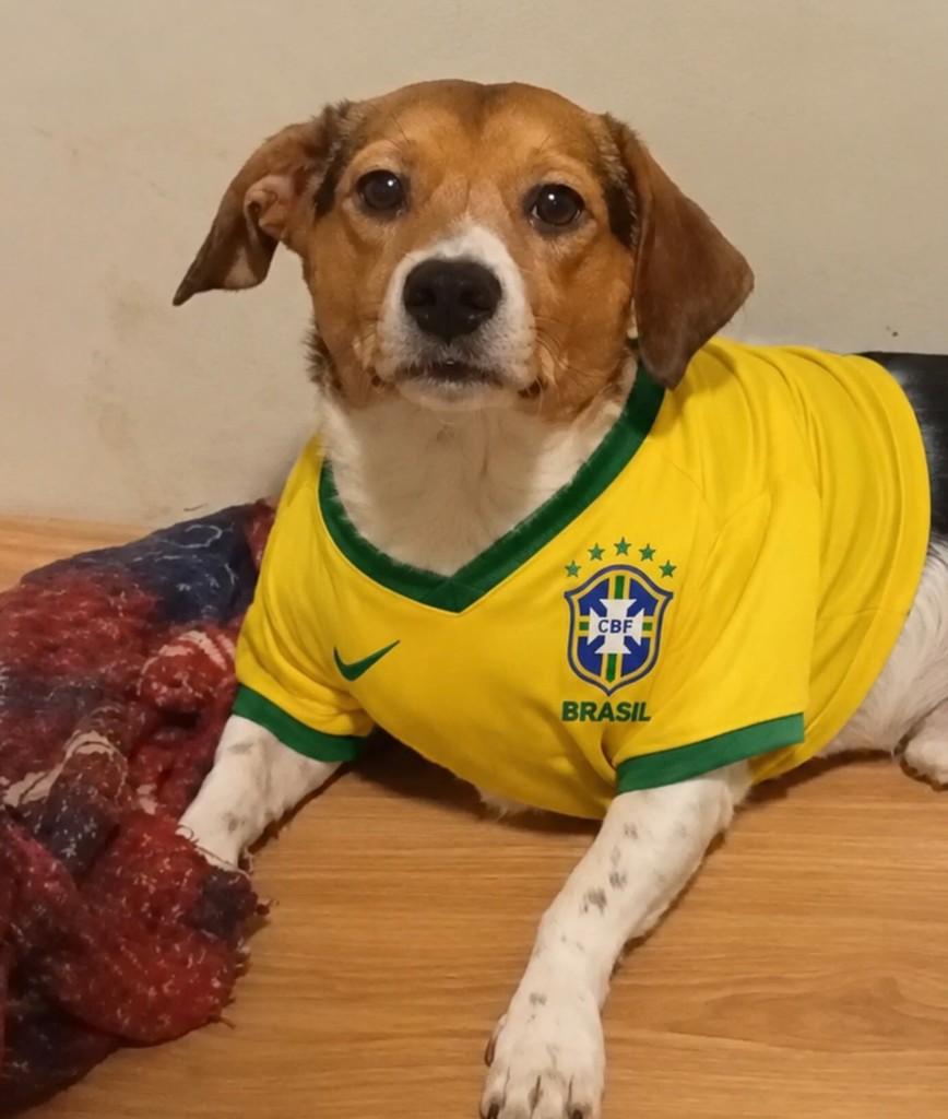Toninho, cachorro de porte pequeno para adoção em Santa Maria - RS