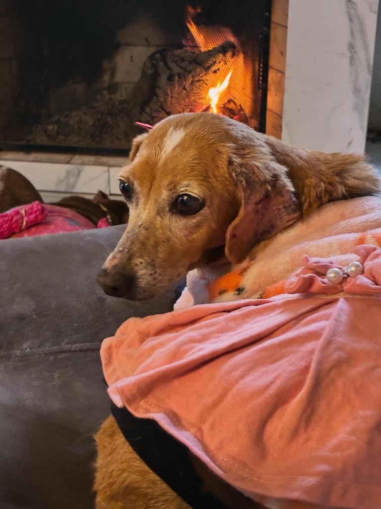 Lúcia, cachorro de porte pequeno para adoção em Santa Maria - RS