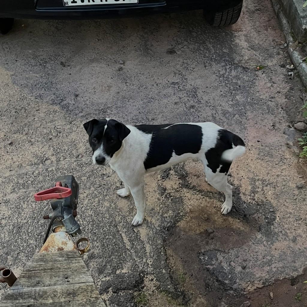 Dodo, cachorro de porte médio para adoção em Santa Maria - RS