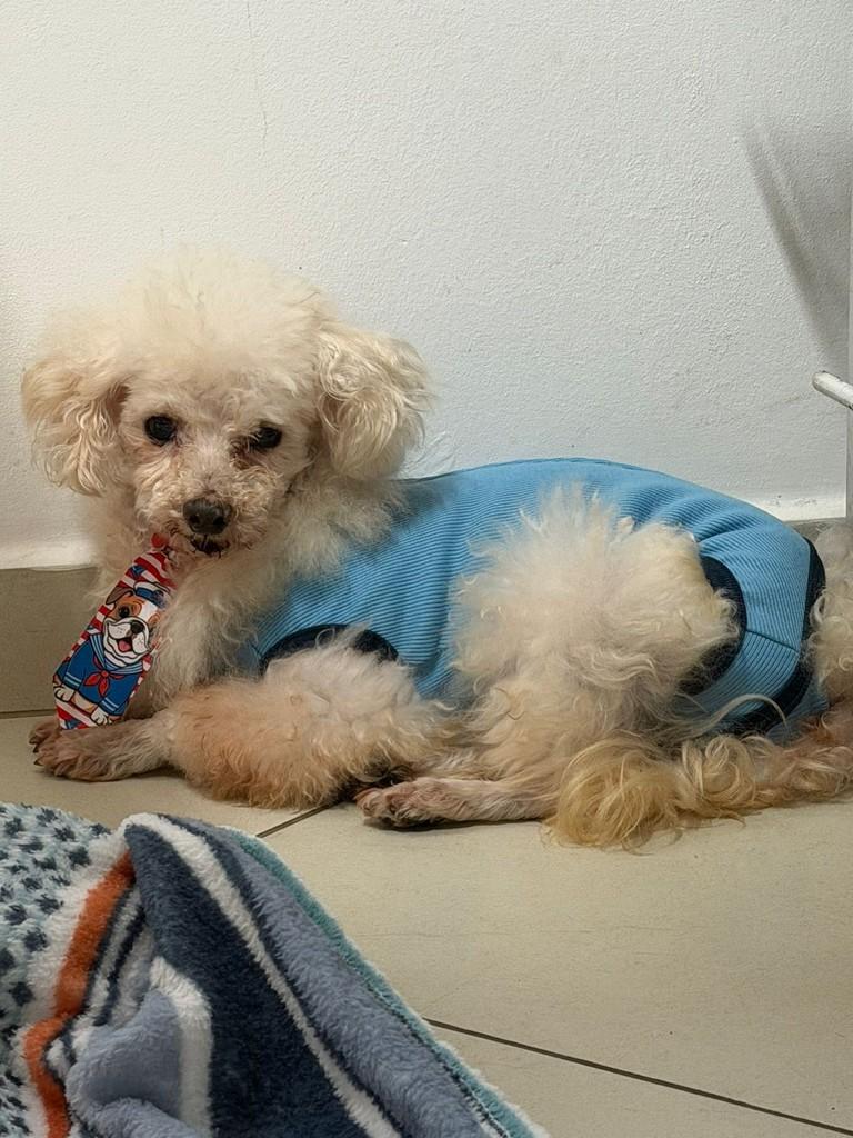 Coco, cachorro de porte pequeno para adoção em Campinas - SP