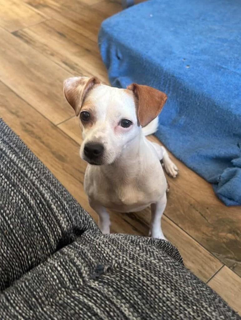 Pipoca, cachorro de porte pequeno para adoção em Campinas - SP