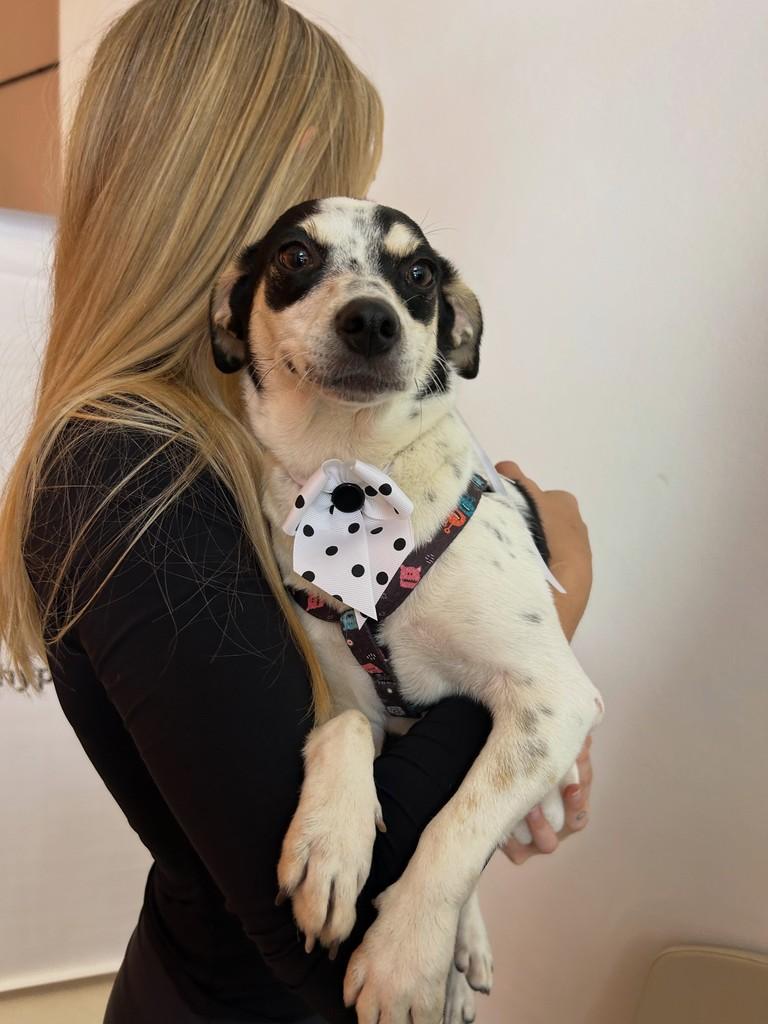 Brenda, cadela de porte pequeno para adoção em Campinas - SP