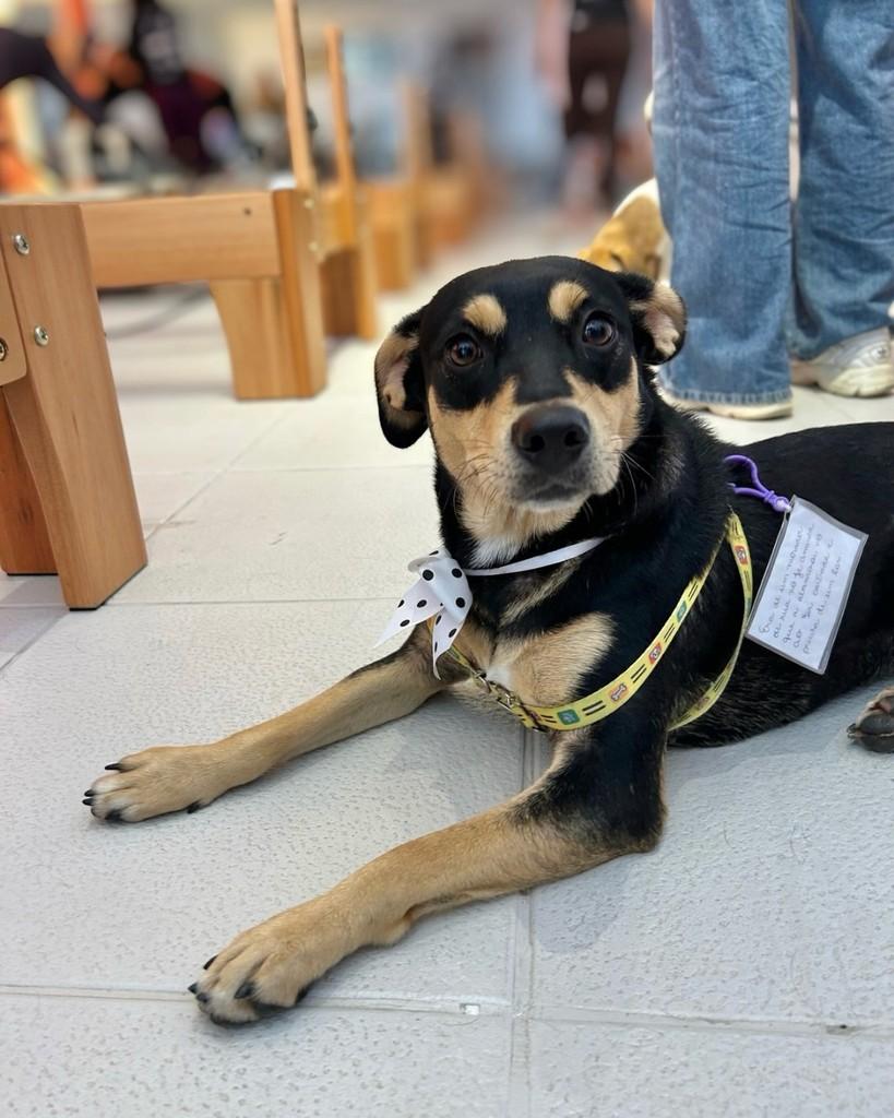 Celine, cachorro de porte médio para adoção em Campinas - SP